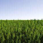 The number of industrial hemp acres has been growing slowly in Ontario.