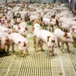 Swine diseases evolve, change and show up unexpectedly, keeping veterinarians challenged.