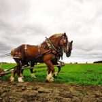 A horse team pull a plow along with its operator as they toil through the soil at International Plowing Match and Rural Expo which ran Sept. 18-22, 2018.