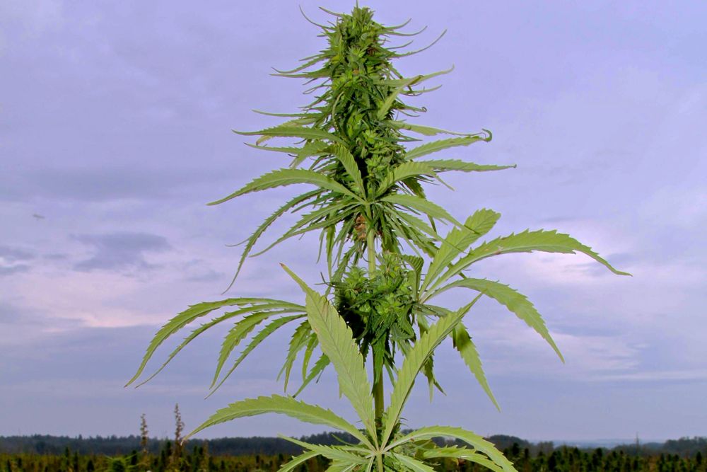 A hemp plant in Alberta. (Jennifer Blair photo)
