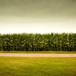 This year’s Ontario corn crop is showing higher levels of mycotoxins compared to previous years, and caution is advised.