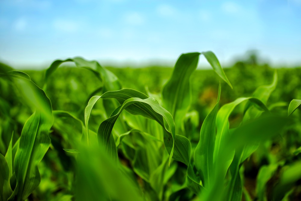 About two-thirds of DowDupont’s net seed sales are corn while 20 per cent are soybeans.