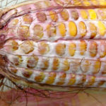 Inhaled mycotoxins can impair lung function.