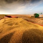 The U.S. government has implemented policies supportive of corn, but not of soybean prices.