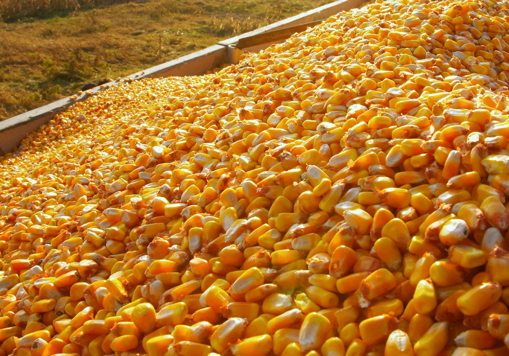 USDA sees more U.S. corn, fewer soybean acres over next decade