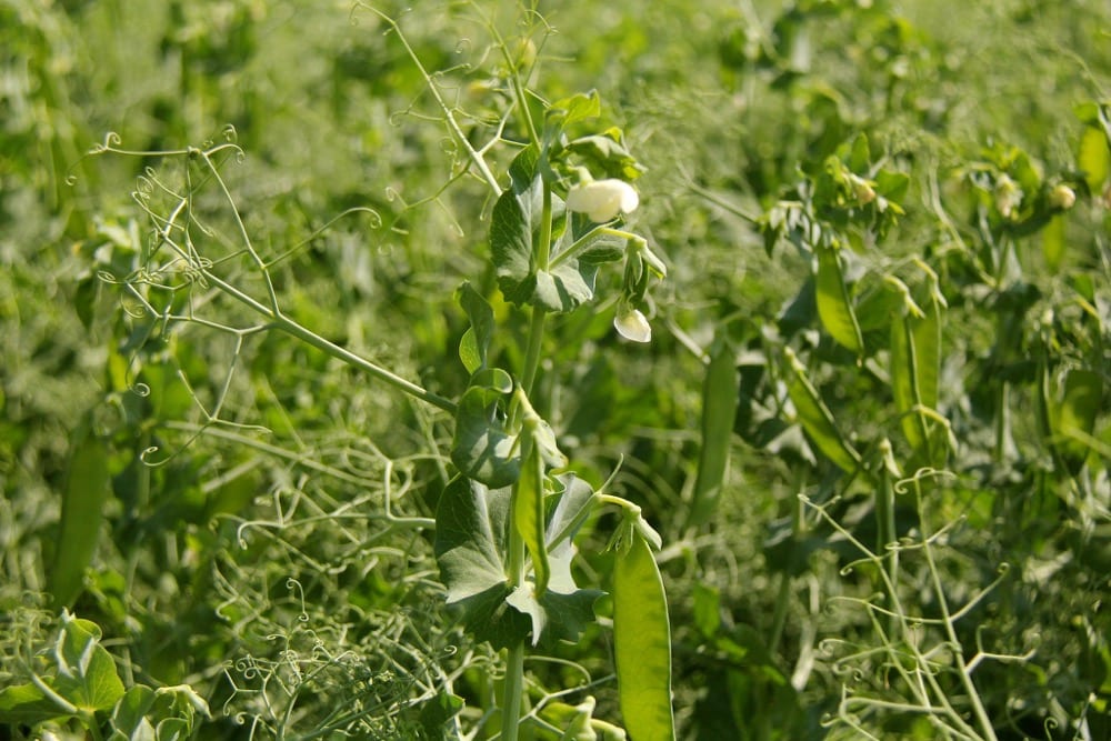 Roquette hopes pea acreage will increase in Manitoba, but the financial incentive will need to be there for farmers in order to dedicate the acres.
 Photo: File/Lisa Guenther
