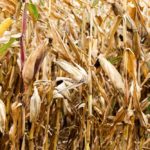 Much corn remains in Ontario fields and some of it contains a problematic level of mycotoxin.