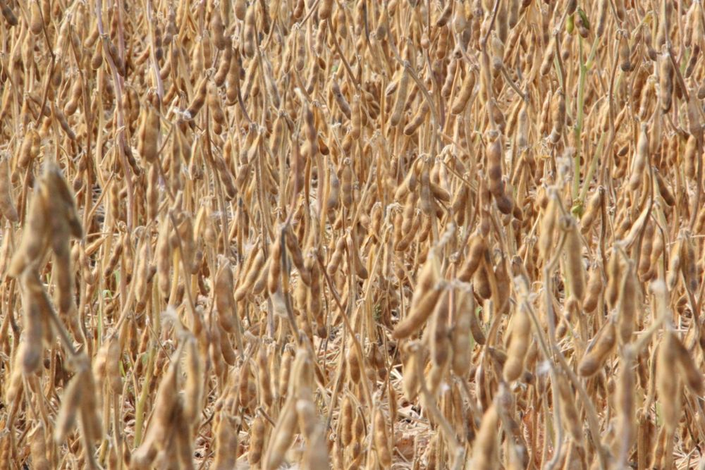 Ripe soybeans near Morden, Man. on Sept. 14, 2017. (Allan Dawson photo)
