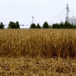 Corn has sat in Ontario fields during regular November rains.