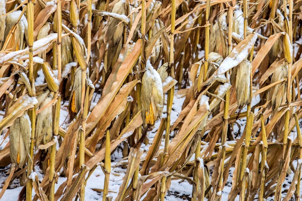 Ripe corn plants with a dusting of snow