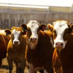 Photo: Canada Beef Inc.