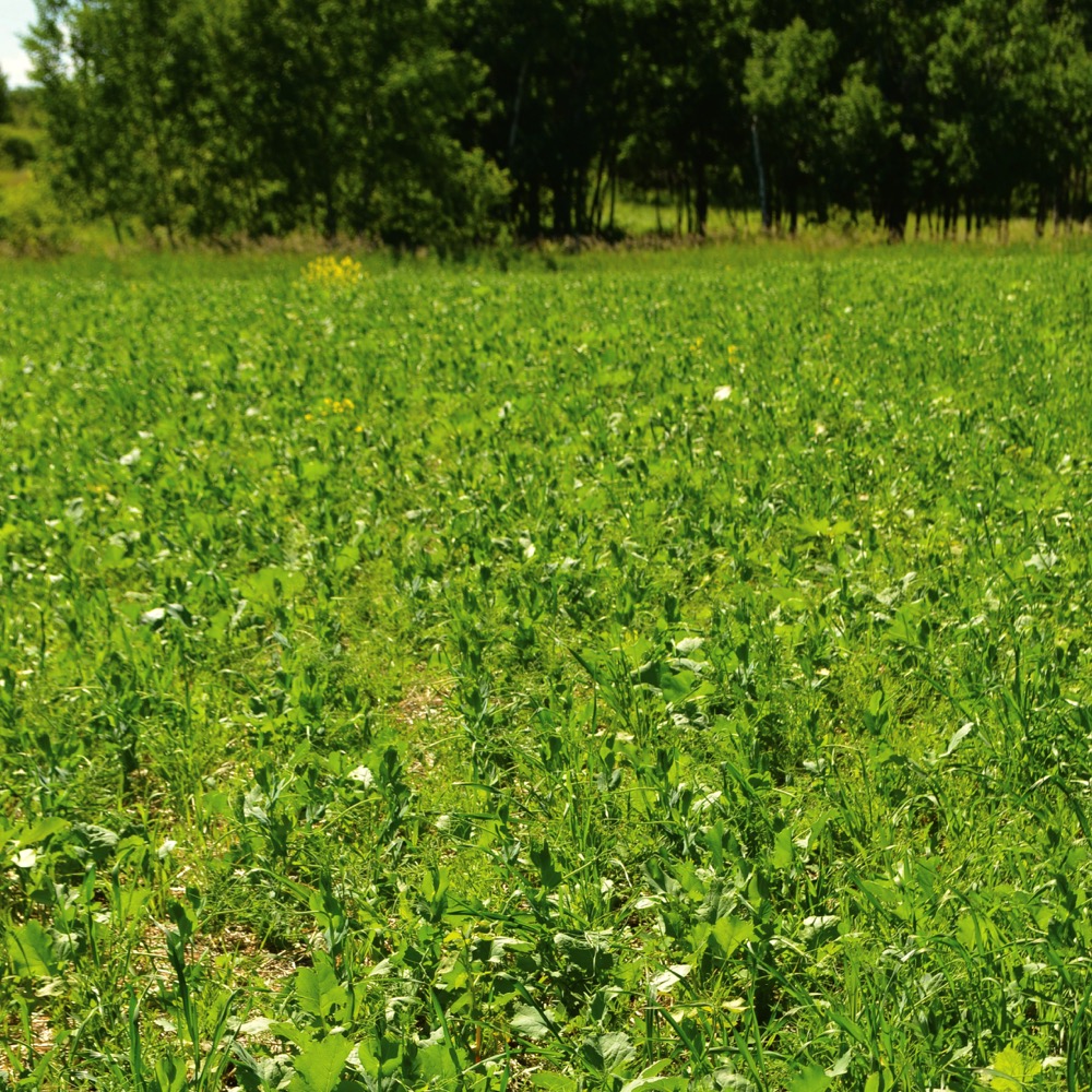 Project to fund 2000 acres of cover crops