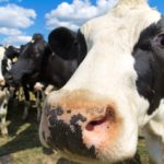 Cows fed a clay-based binder had reduced aflatoxin in their milk.