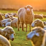 Ewes can be fed a ‘flushing’ diet in the weeks before breeding that will get them into better condition to conceive.