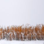 There remains a significant amount of DON-infected corn in fields in Ontario.