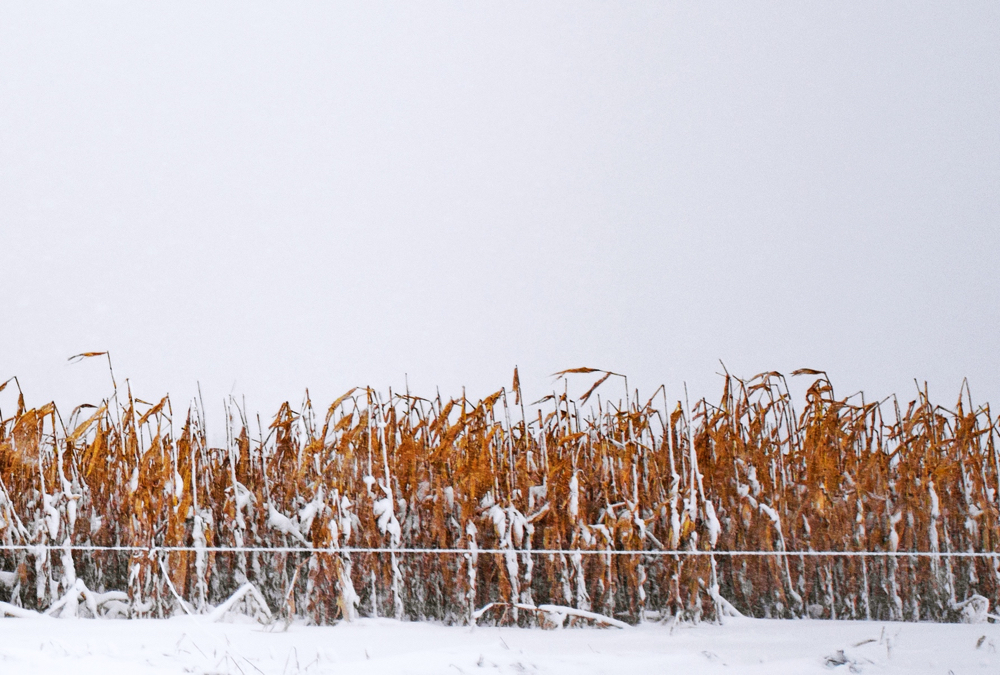 There remains a significant amount of DON-infected corn in fields in Ontario.
