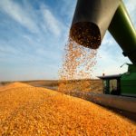 Corn harvest in the U.S. is mostly complete, but Ontario farmers continue to pick away at their corn when they can.