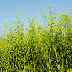 Camelina is gaining in popularity because of its high oil levels and presence of Omega 3 fatty acids.
