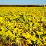 Cover crops are one of the ways that soil health can be enhanced.
