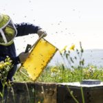 Canadian honey producers are challenged by adulterated imports.