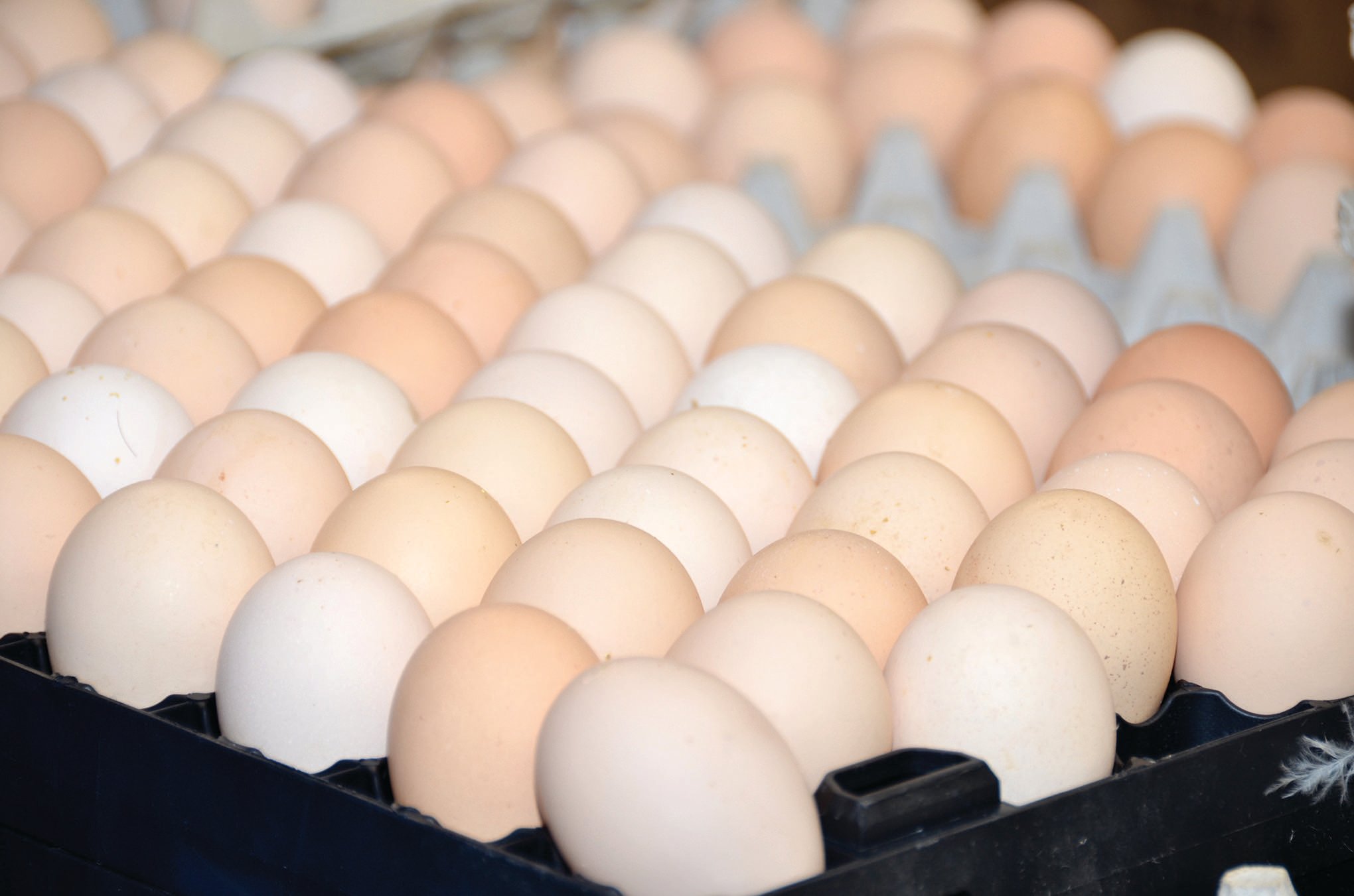 When eggs at the Trillium Hatchery are ready to hatch, they are moved to a system where the new chicks drop through to a cleaner area than has been usual in a hatchery, reducing need for antibiotics.