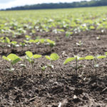Soybeans will be one of the crops relied on to provide increasing market demand for protein crops.