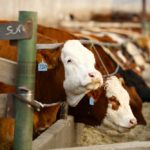 (Photo courtesy Canada Beef Inc.)
