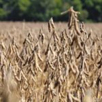 Most soybeans are harvested in Ontario, although some remain in the field.