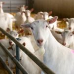 Who will inspect livestock welfare complaints?