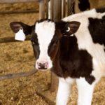 Dairy Direct Genomic Value publication could be eliminated