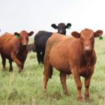 Beef cattle certification programs are driving more need for identification and data recording.