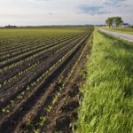 A file photo of emerging corn in central Illinois. (DMathies/iStock/Getty Images)