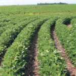 Saskatchewan soybean growers expect an even deeper acreage drop if India removes its import tariffs on pulse crops, prompting a jump in pea and lentil prices.