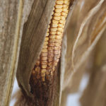 Corn infected with deoxynivalenol (DON) was more widespread than usual this year in Ontario’s crop.