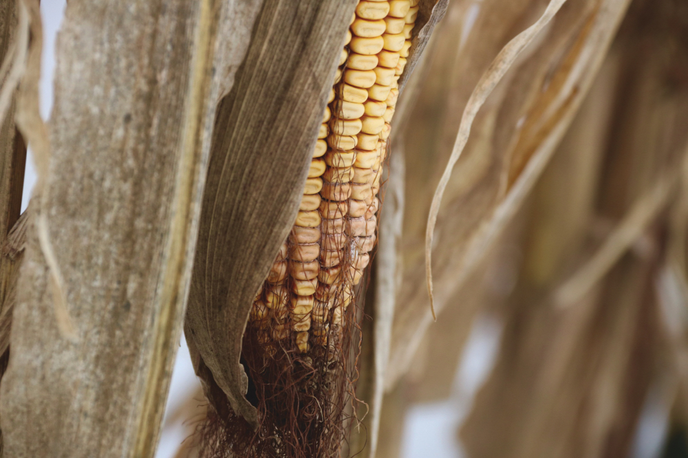 Corn infected with deoxynivalenol (DON) was more widespread than usual this year in Ontario’s crop. 