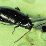 Flea beetle. (Photo courtesy Canola Council of Canada)