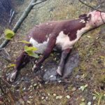 This cow shot on a northwestern Ontario farm isn’t covered by any compensation programs.