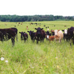 The Ontario cow herd has been stagnating or shrinking for more than a decade. New BFO programs aim to increase the cow herd.