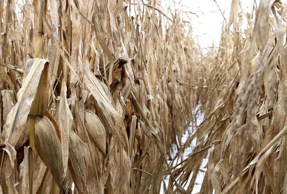 Infection of corn by disease like Gibberella that leads to DON problems has to have specific conditions.