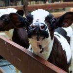 An online survey has been created for public input in preparation for a future update to animal welfare legislation.