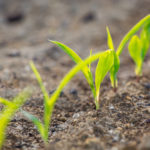 Plants are particularly susceptible to competition in early growth stages.