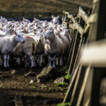 Enforcement of animal welfare regulations in Ontario is given to an organization separate from the government.