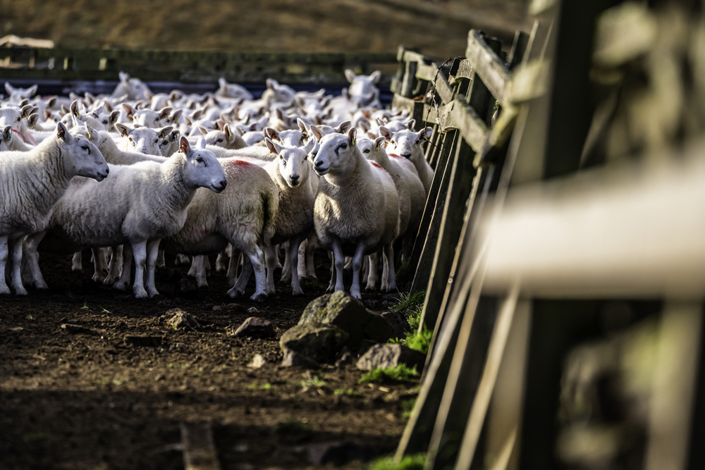 Enforcement of animal welfare regulations in Ontario is given to an organization separate from the government.