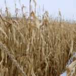 Farmers have been challenged by an inability to market lower-quality corn after last year’s harvest.
