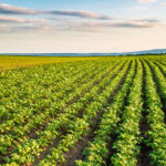 Potatoes are one of the crops to be tested with the improved photosynthesis process.