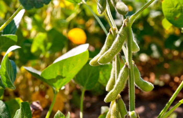 field soybeans