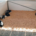 University of British Columbia researchers tested the sociability of calves by measuring the proximity they chose between themselves and other animals.