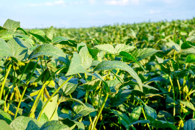 Demand strong for organic soybeans Farmtario