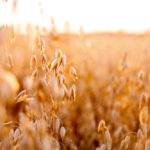 Developing oats that are higher yielding and disease resistant for eastern Canada are one of the areas to be managed by Grain Farmers of Ontario. Corn and soybean improvements are also a focus.