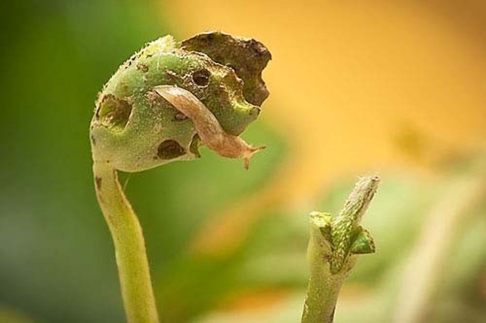 A juvenile gray garden slug munches on a soybean plant, from the presentation John Tooker gave at FarmSmart recently in Guelph. 